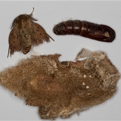 Lepidoptera unclassified IMMATURE (caterpillar or pupa or cocoon) at Dunlop, ACT - 4 Jun 2025 by kasiaaus