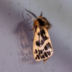 Ardices curvata (Crimson Tiger Moth) at Penrose, NSW - 23 Aug 2024 by Aussiegall