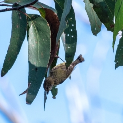 Acanthiza lineata (Striated Thornbill) at Bundanoon, NSW - 24 Aug 2024 by Aussiegall