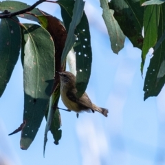 Acanthiza lineata at Bundanoon, NSW - 24 Aug 2024 11:49 AM