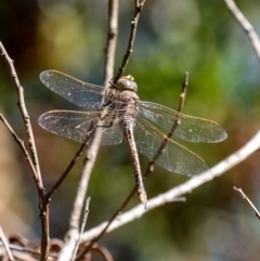 Anax papuensis (Australian Emperor) at Bundanoon, NSW - 24 Aug 2024 by Aussiegall