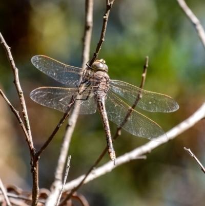 Anax papuensis (Australian Emperor) at Bundanoon, NSW - 24 Aug 2024 by Aussiegall