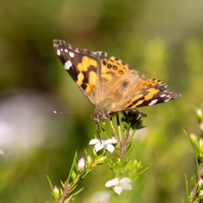 Vanessa kershawi (Australian Painted Lady) at Penrose, NSW - 24 Aug 2024 by Aussiegall