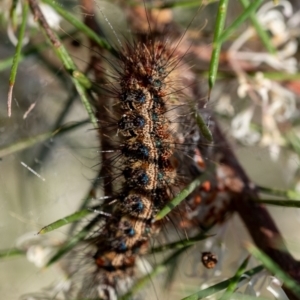 Lepidoptera unclassified IMMATURE moth at Penrose, NSW - 24 Aug 2024