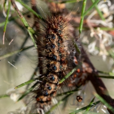 Lepidoptera unclassified IMMATURE (caterpillar or pupa or cocoon) at Penrose, NSW - 24 Aug 2024 by Aussiegall