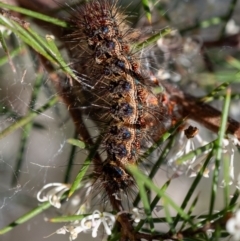 Lepidoptera unclassified IMMATURE moth at Penrose, NSW - 24 Aug 2024