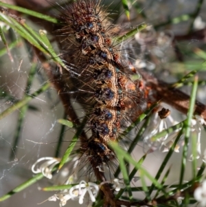 Lepidoptera unclassified IMMATURE moth at Penrose, NSW - 24 Aug 2024