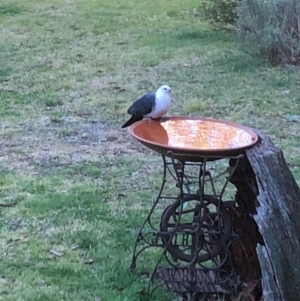 Columba leucomela at Katoomba, NSW - suppressed