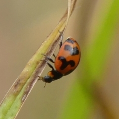 Coccinella transversalis (Transverse Ladybird) at Braemar, NSW - 25 Aug 2024 by Curiosity