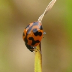 Coccinella transversalis at Braemar, NSW - 25 Aug 2024 09:26 AM