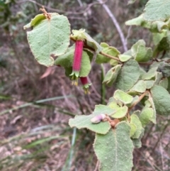 Correa reflexa (Common Correa, Native Fuchsia) at Coolagolite, NSW - 25 Aug 2024 by timharmony