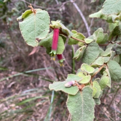 Correa reflexa (Common Correa, Native Fuchsia) at Coolagolite, NSW - 25 Aug 2024 by timharmony