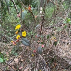 Hibbertia dentata (Twining Guinea Flower) at Coolagolite, NSW - 25 Aug 2024 by timharmony