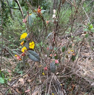 Hibbertia dentata (Twining Guinea Flower) at Coolagolite, NSW - 25 Aug 2024 by timharmony