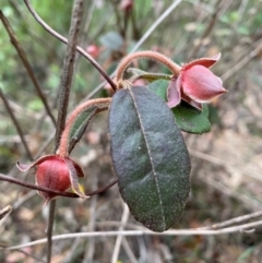 Hibbertia dentata at Coolagolite, NSW - 25 Aug 2024