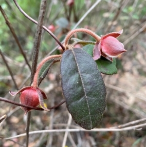 Hibbertia dentata at Coolagolite, NSW - 25 Aug 2024