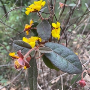 Hibbertia dentata at Coolagolite, NSW - 25 Aug 2024