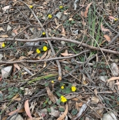 Hibbertia dentata (Twining Guinea Flower) at Coolagolite, NSW - 25 Aug 2024 by timharmony