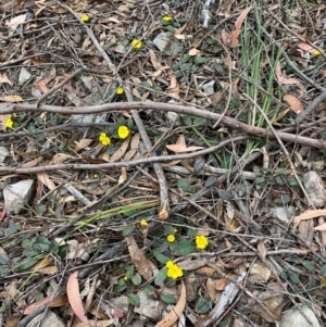 Hibbertia dentata at Coolagolite, NSW - 25 Aug 2024