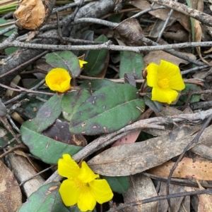 Hibbertia dentata at Coolagolite, NSW - 25 Aug 2024