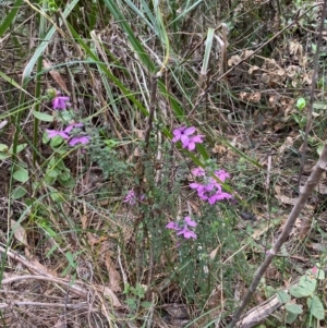 Tetratheca thymifolia at Coolagolite, NSW - 25 Aug 2024 04:21 PM