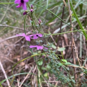 Tetratheca thymifolia at Coolagolite, NSW - 25 Aug 2024 04:21 PM