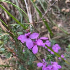 Tetratheca thymifolia at Coolagolite, NSW - 25 Aug 2024 04:21 PM