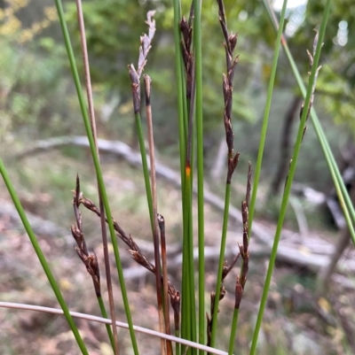 Lepidosperma urophorum (Tailed Rapier-sedge) at Coolagolite, NSW - 25 Aug 2024 by timharmony