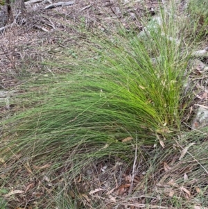 Lepidosperma urophorum at Coolagolite, NSW - 25 Aug 2024