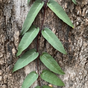 Parsonsia straminea at Coolagolite, NSW - 25 Aug 2024