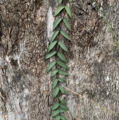 Parsonsia straminea at Coolagolite, NSW - 25 Aug 2024