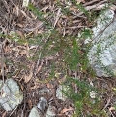 Platysace lanceolata (Shrubby Platysace) at Coolagolite, NSW - 25 Aug 2024 by timharmony