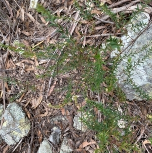 Platysace lanceolata at Coolagolite, NSW - 25 Aug 2024 04:28 PM