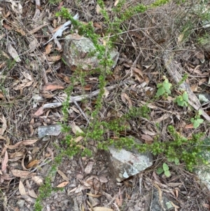 Leucopogon juniperinus at Coolagolite, NSW - 25 Aug 2024