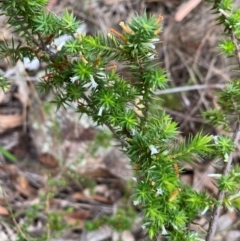 Leucopogon juniperinus at Coolagolite, NSW - 25 Aug 2024