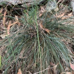 Lomandra confertifolia (Matrush) at Coolagolite, NSW - 25 Aug 2024 by timharmony