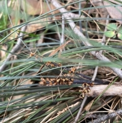 Lomandra confertifolia at Coolagolite, NSW - 25 Aug 2024