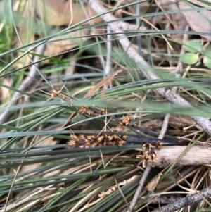 Lomandra confertifolia at Coolagolite, NSW - 25 Aug 2024 04:28 PM