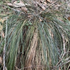 Lomandra confertifolia at Coolagolite, NSW - 25 Aug 2024 04:28 PM