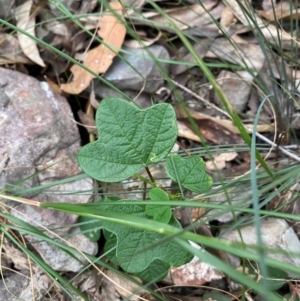 Passiflora cinnabarina at Coolagolite, NSW - 25 Aug 2024 04:28 PM