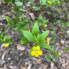 Goodenia ovata (Hop Goodenia) at Coolagolite, NSW - 25 Aug 2024 by timharmony