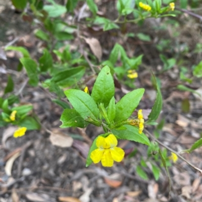 Goodenia ovata (Hop Goodenia) at Coolagolite, NSW - 25 Aug 2024 by timharmony