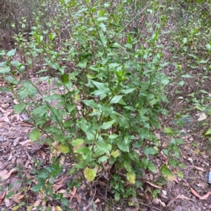 Goodenia ovata at Coolagolite, NSW - 25 Aug 2024