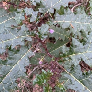 Solanum prinophyllum at Coolagolite, NSW - 25 Aug 2024