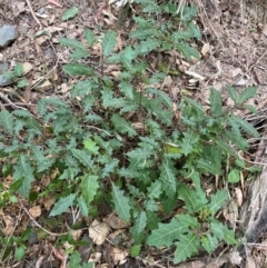 Solanum prinophyllum at Coolagolite, NSW - 25 Aug 2024 04:32 PM