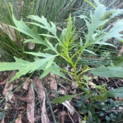 Unverified Other Wildflower or Herb at Coolagolite, NSW - 21 Jun 2024 by timharmony