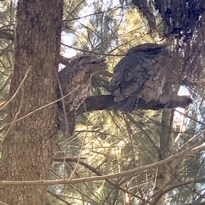 Podargus strigoides (Tawny Frogmouth) at Greenway, ACT - 24 Aug 2024 by MartinC