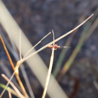 Ichneumonoidea (Superfamily) (A species of parasitic wasp) at Lyons, ACT - 25 Aug 2024 by ran452