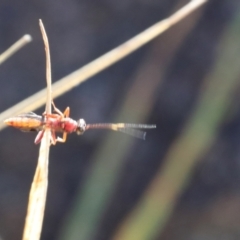 Ichneumonoidea (Superfamily) at Lyons, ACT - 26 Aug 2024