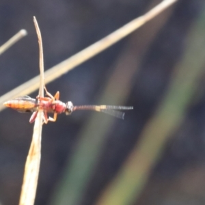 Ichneumonoidea (Superfamily) at Lyons, ACT - 26 Aug 2024